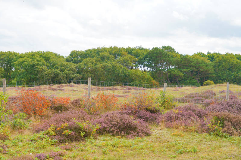 Herbst und Heide Callantsoog